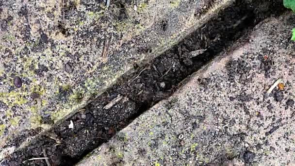 Black Ants Energing Garden Brickwork — Stok video