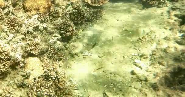 Fische Schwimmen Sonnenlicht Und Schnorcheln Auf Schiffswracks — Stockvideo