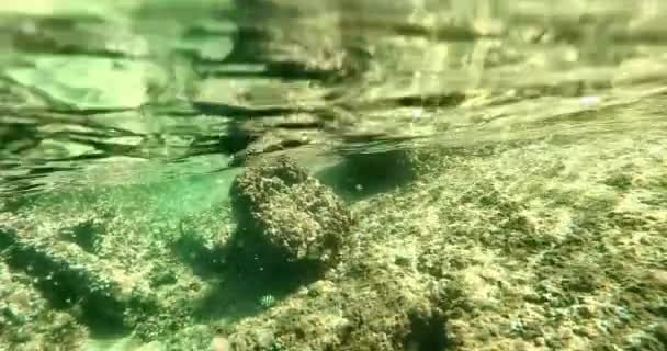 Σπάζοντας Την Επιφάνεια Ενώ Ψαροντούφεκο Ναυάγια Queensland Αυστραλία — Αρχείο Βίντεο