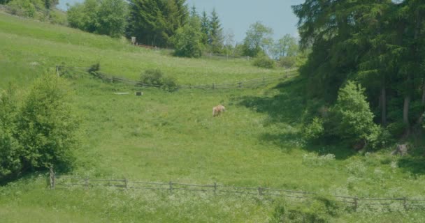 Steter Schuss Pferd Frisst Gras Zaun Italien Blick Auf Greenfield — Stockvideo