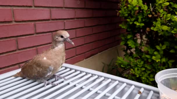 Trying Feed Dove Bird Takes Away Bird Seed — 비디오
