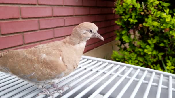 Young Gray Dove Flaps Wings Standing Top House Air Conditioner — 图库视频影像