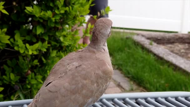 Taube Auf Klimaanlage Zeitlupe Als Ein Mann Dem Vogel Vorbeigeht — Stockvideo