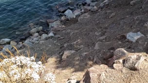 Gone Fishing Willow Beach Lake Mead — Stockvideo