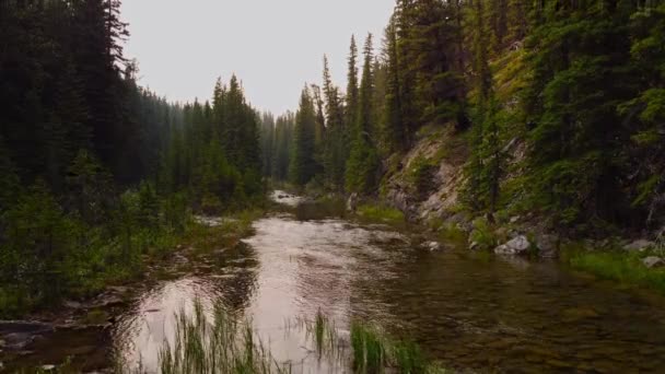 Potok Lecie Lesie — Wideo stockowe