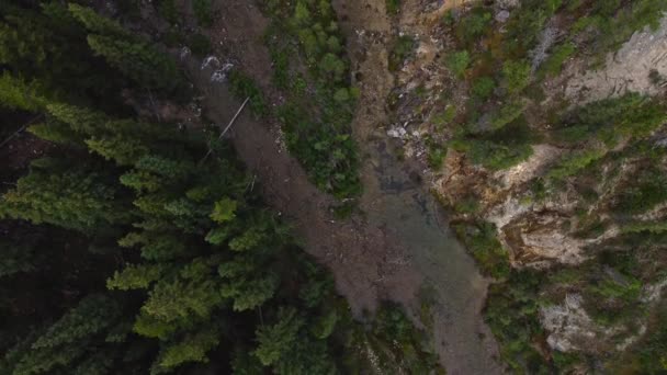 森林中的瀑布和小溪 — 图库视频影像
