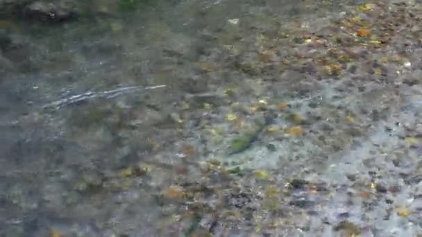 Rainbow Trout Fish Spawning Redd Flowing Freshwater River High Angle — Wideo stockowe