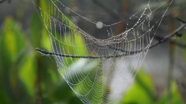 Spider Web Hanging Drops Dew Bokeh Nature Selective Focus Shot — Video Stock