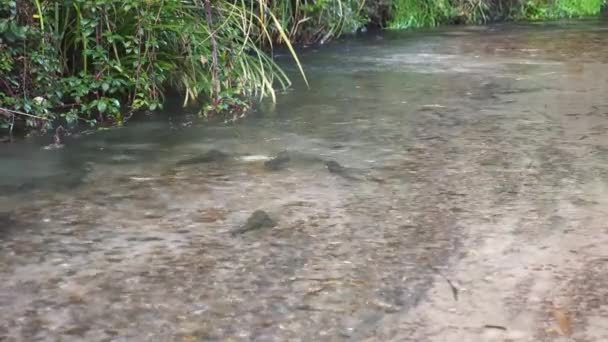 Rainbow Trout Active Spawning Bed Clear Flowing River Wide Shot — 图库视频影像