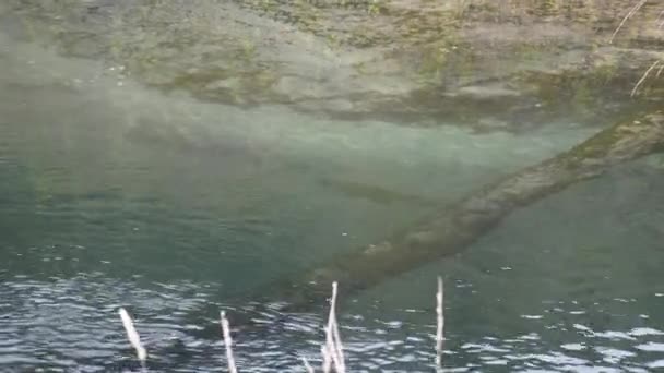 Big Brown Trout Its Natural Habitat Clear Pond Tir Angle — Video