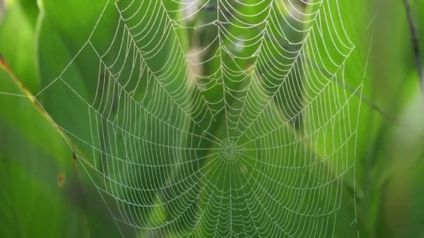 Spider Web Forest Bokeh Foliage Inglés Primer Plano Shot — Vídeos de Stock