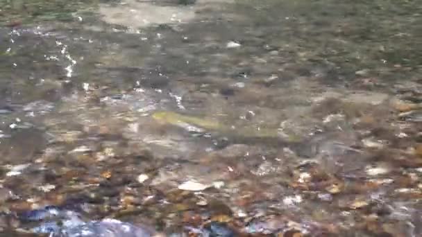 Grande Truta Marrom Descansando Águas Claras Rasas Stony River Tiro — Vídeo de Stock