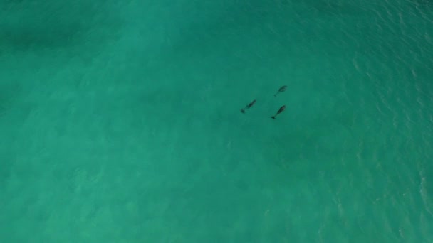 Swimming Dolphins Tropical Seascape Islands Bahamas Florida Aerial Shot — Stock videók