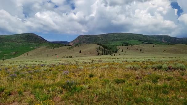 Fish Lake National Forest Wildflower Panorama — Stock video