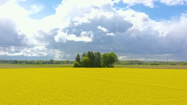 Hermoso Día Verano Con Vista Sobre Campo Colza Amarillo Brillante — Vídeos de Stock