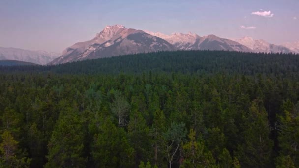 Mountain Forest Evening — Stockvideo