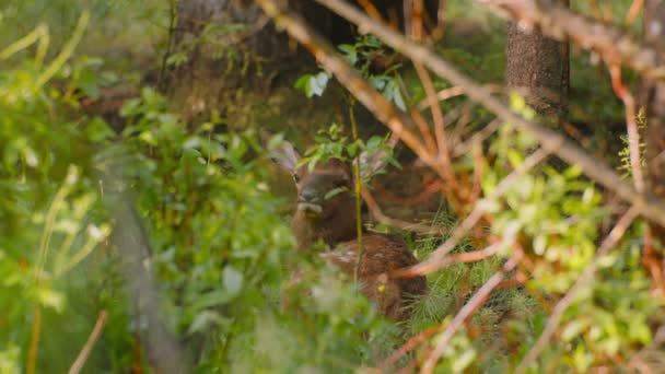 Elk Fawn Looking Camera — Video Stock