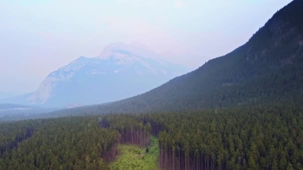 Deforested Pine Forest Mountains — Vídeos de Stock