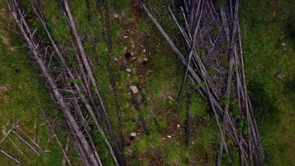 Fenyőfa Erdőirtás Alatt Álló Fenyőerdőben — Stock videók