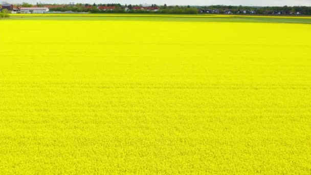 Low Perspective Flight Colorful Yellow Field Rapeseed Plants Litlle Village — Stock video