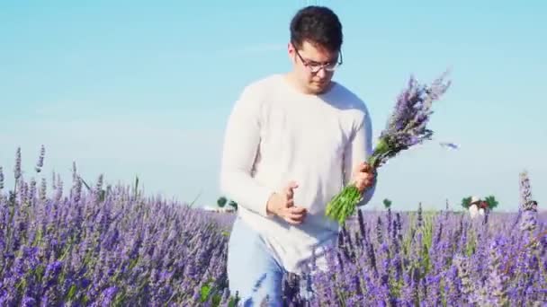 Field Worker Eyeglasses Harvesting Beautiful Lavender Flowers Sunny Day Dalam — Stok Video