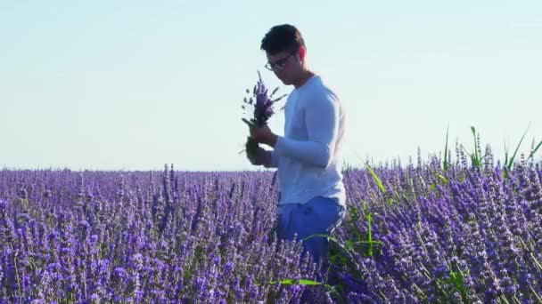 Mann Pflückt Lavendelblüten Auf Dem Feld Frühling Handschuss — Stockvideo