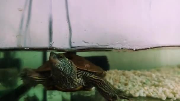 Northern Map Turtle Aquarium Close — Stockvideo