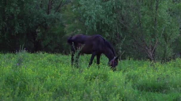 Horse Grazing Grass Pasture Wide Shot — Vídeo de Stock