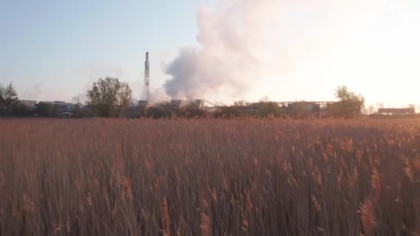 Steel Factory Sunrise Grain Field Foreground Smoke Coming Chimneys — 图库视频影像