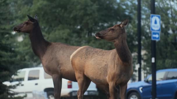 Elk Females Calf Downtown — Stock video