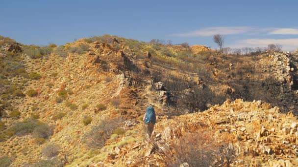 Wandelaar Loopt Naast Verschroeide Outback Landsacpe Centraal Australië — Stockvideo