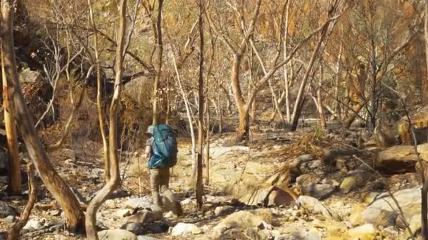Hiker Zigzags Barren Trees Rocks Central Australia — 비디오