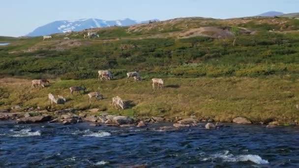Herd Mountain Deer Grazing Riverside Jamtland Triangle Sweden Wide Shot — Stockvideo