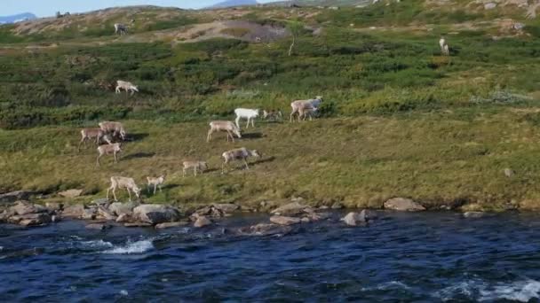 Herd Mountain Deer Feeding Riverside Meadow Jamtland Triangle Sweden Wide — Stockvideo
