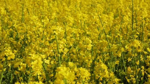Blooming Rapeseed Fields Breeze Summertime Skane Sweden Closeup Panning Shot — Vídeos de Stock