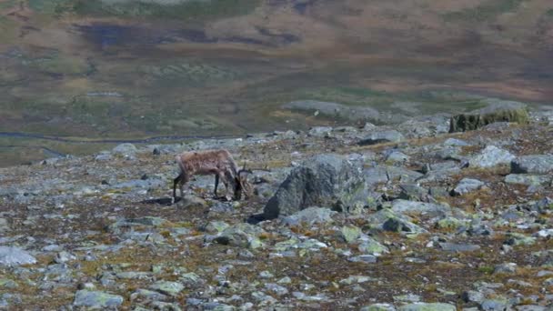 Lone Deer Grazing Rocky Hill Helagsfjallet Jamtland Harjedalen Suécia Tiro — Vídeo de Stock