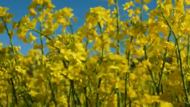 Bright Yellow Flowers Bloom Oilseed Rape Crops Swaying Sunlight Blue — Wideo stockowe
