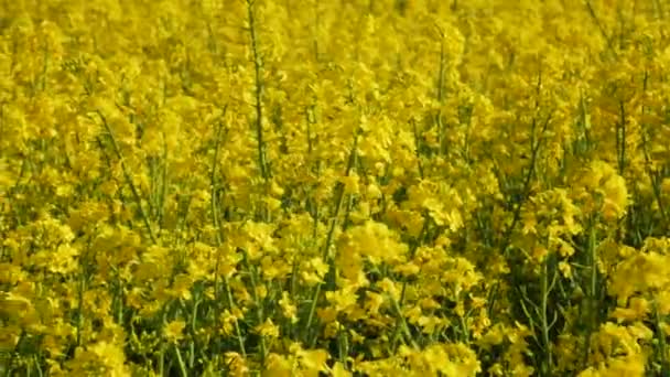 Beautiful Yellow Rapeseed Flowers Dancing Wind Close — 图库视频影像