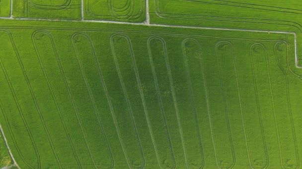 Aerial Overhead View Rice Fields Albufera Valencia Spain — Stockvideo