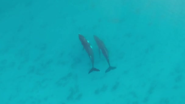 Aerial Drone Footage Whales Swimming Together Aqua Water Dunsborough Western — Stock videók