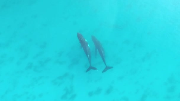 Aerial Drone Footage Humpback Whales Swimming Unison Turquoise Waters Cape — Stock videók