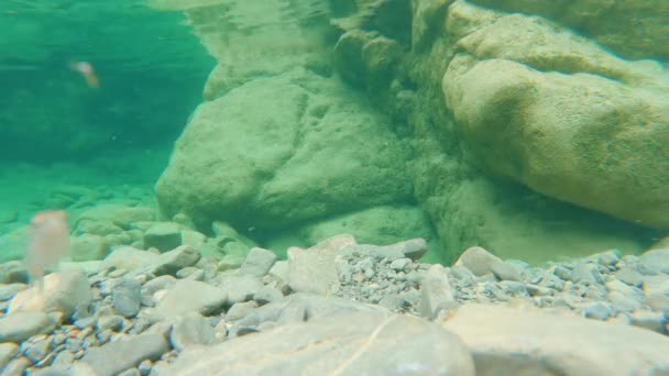 Underwater Time Lapse Mountain River Trouts — Wideo stockowe