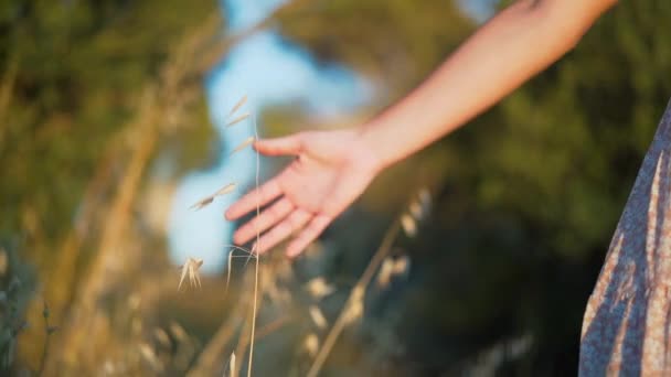 Woman Hand Touching Spike Plants Field Sunset Light Close Slow — Vídeo de stock