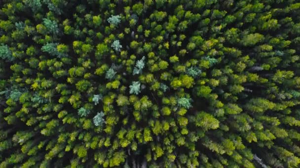 Forest Tree Tops Faint Trail — Stock Video