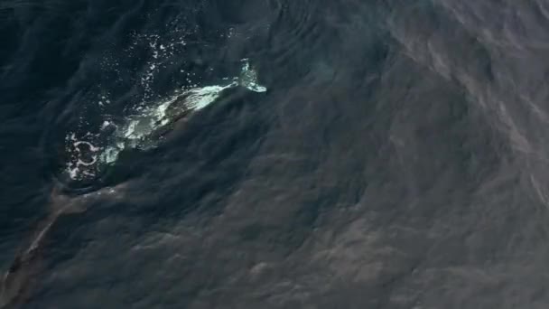 Патчі Рідкісний Дельфін Живе Біля Узбережжя Південної Каліфорнії Отруєний Через — стокове відео