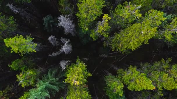 Floresta Árvore Tops Puxando Para Fora — Vídeo de Stock