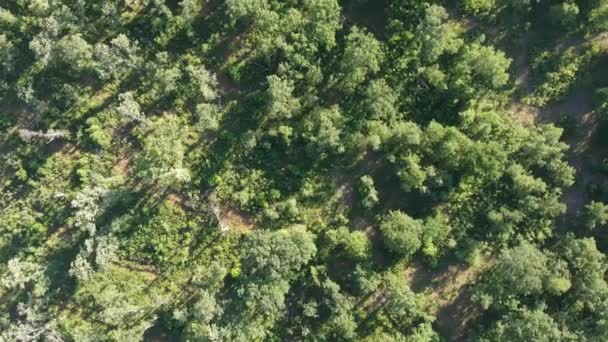 Bos Van Boven Vogels Oog Wisconsin Minnesota Zonsondergang Amerika Antenne — Stockvideo