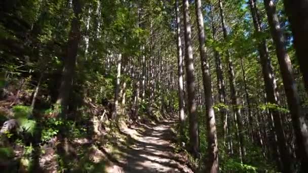 Pov Trail Forest Filtered Sunlight Tilt Canopy — стоковое видео