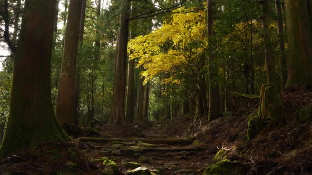 Static Hiker Walks Forest Striking Yellow Leaved Tree Japan — Vídeo de Stock