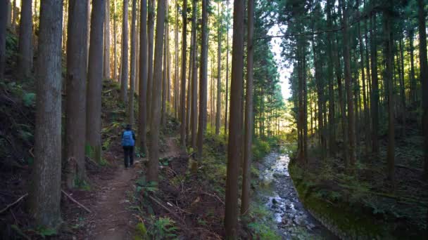 Static Hiker Walks Trail Alongside Stream Lush Pine Forest Japan — Wideo stockowe